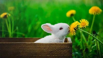 帕金斯：申京是联盟前5中锋，不仅进攻全面而且防守出色